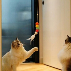 Bigbaf Elastik Kendinden Yapışkanlı Kedi Oyun Oltası - 3